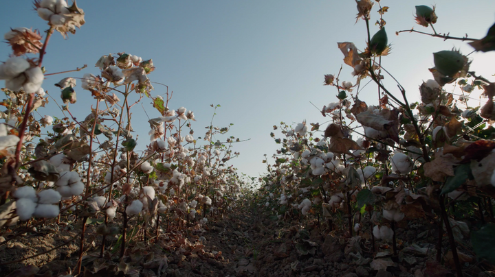 egyptian cotton fields