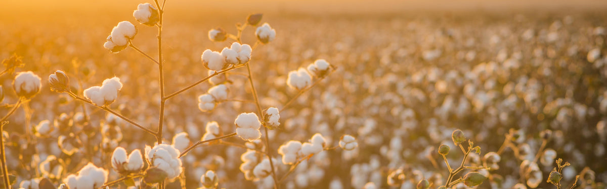 Authentic Egyptian Cotton: what it is and where to (really) find it.