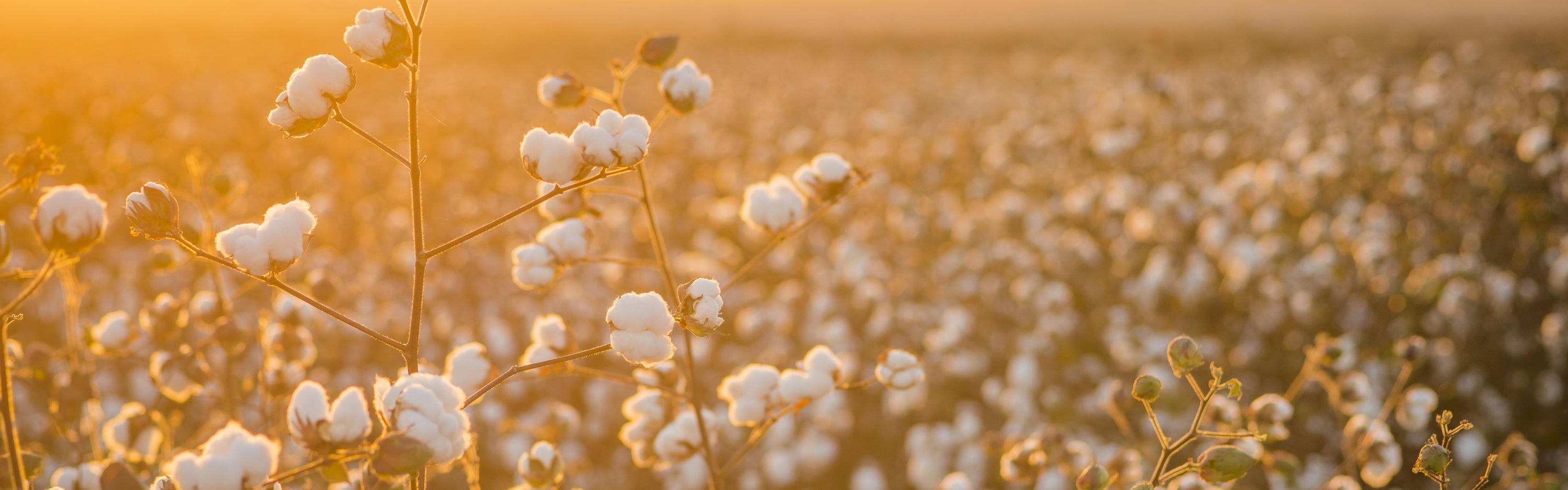 Authentic Egyptian Cotton: what it is and where to (really) find it.