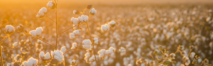 Authentic Egyptian Cotton: what it is and where to (really) find it.